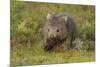 Common Wombat (Vombatus Ursinus). Tasmania, Australia, February-Dave Watts-Mounted Photographic Print