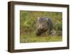 Common Wombat (Vombatus Ursinus). Tasmania, Australia, February-Dave Watts-Framed Photographic Print