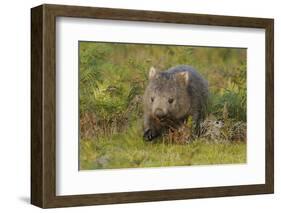 Common Wombat (Vombatus Ursinus). Tasmania, Australia, February-Dave Watts-Framed Photographic Print