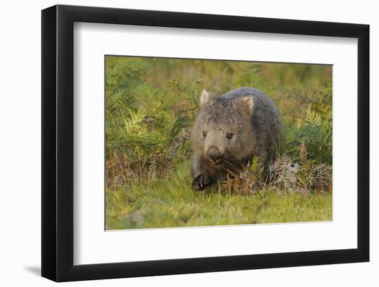 Common Wombat (Vombatus Ursinus). Tasmania, Australia, February-Dave Watts-Framed Photographic Print