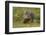 Common Wombat (Vombatus Ursinus). Tasmania, Australia, February-Dave Watts-Framed Photographic Print