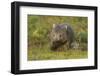 Common Wombat (Vombatus Ursinus). Tasmania, Australia, February-Dave Watts-Framed Photographic Print