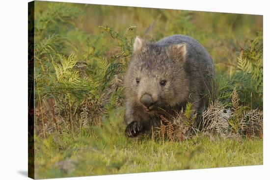 Common Wombat (Vombatus Ursinus). Tasmania, Australia, February-Dave Watts-Stretched Canvas