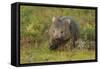 Common Wombat (Vombatus Ursinus). Tasmania, Australia, February-Dave Watts-Framed Stretched Canvas