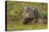 Common Wombat (Vombatus Ursinus). Tasmania, Australia, February-Dave Watts-Stretched Canvas