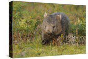 Common Wombat (Vombatus Ursinus). Tasmania, Australia, February-Dave Watts-Stretched Canvas