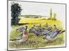 Common Wood Pigeons in Meadow (Columba Palumbus), Columbidae-null-Mounted Giclee Print