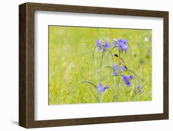 Common yellowthroat male in a prairie in spring, Jasper County, Illinois.-Richard & Susan Day-Framed Photographic Print