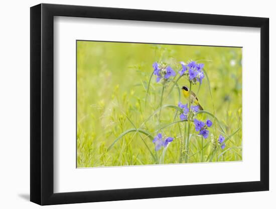 Common yellowthroat male in a prairie in spring, Jasper County, Illinois.-Richard & Susan Day-Framed Photographic Print