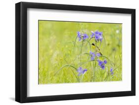 Common yellowthroat male in a prairie in spring, Jasper County, Illinois.-Richard & Susan Day-Framed Photographic Print