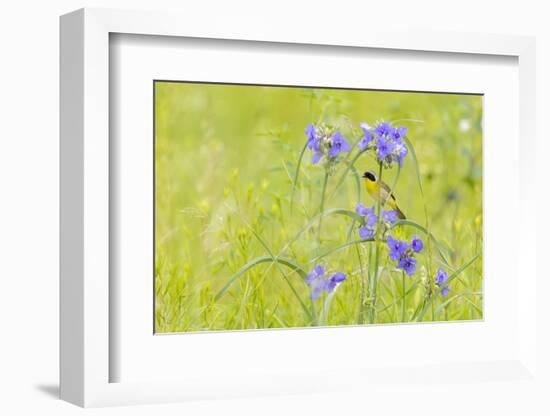 Common yellowthroat male in a prairie in spring, Jasper County, Illinois.-Richard & Susan Day-Framed Photographic Print