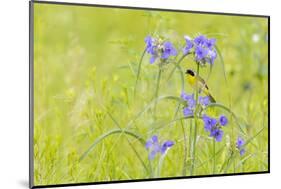 Common yellowthroat male in a prairie in spring, Jasper County, Illinois.-Richard & Susan Day-Mounted Photographic Print