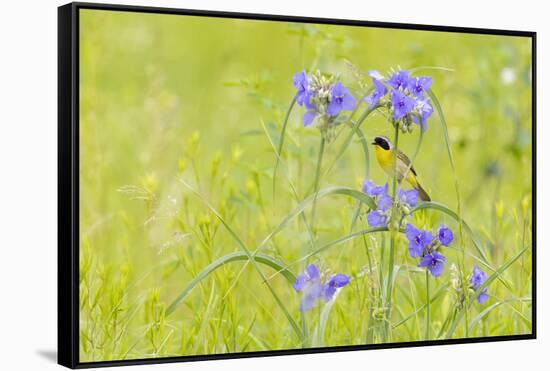 Common yellowthroat male in a prairie in spring, Jasper County, Illinois.-Richard & Susan Day-Framed Stretched Canvas