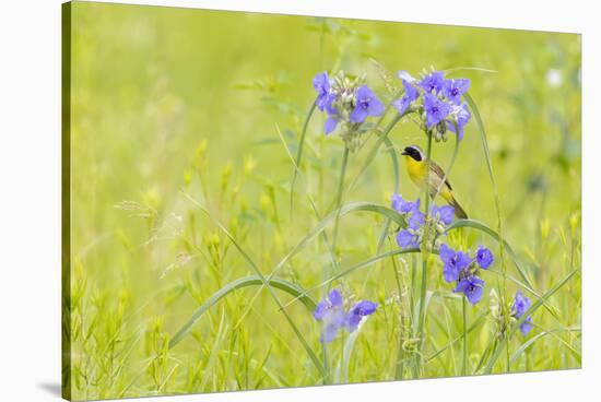 Common yellowthroat male in a prairie in spring, Jasper County, Illinois.-Richard & Susan Day-Stretched Canvas