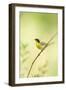 Common Yellowthroat Male in Prairie, Marion, Illinois, Usa-Richard ans Susan Day-Framed Photographic Print