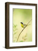 Common Yellowthroat Male in Prairie, Marion, Illinois, Usa-Richard ans Susan Day-Framed Photographic Print