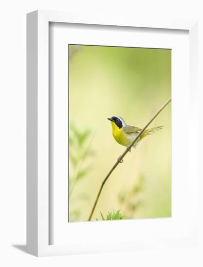 Common Yellowthroat Male in Prairie, Marion, Illinois, Usa-Richard ans Susan Day-Framed Photographic Print