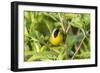 Common yellowthroat male, Marion County, Illinois.-Richard & Susan Day-Framed Photographic Print