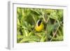 Common yellowthroat male, Marion County, Illinois.-Richard & Susan Day-Framed Photographic Print