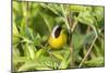 Common yellowthroat male, Marion County, Illinois.-Richard & Susan Day-Mounted Photographic Print