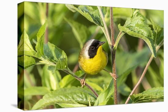 Common yellowthroat male, Marion County, Illinois.-Richard & Susan Day-Stretched Canvas