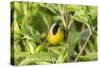 Common yellowthroat male, Marion County, Illinois.-Richard & Susan Day-Stretched Canvas