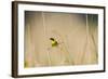 Common Yellowthroat Male with Food in Prairie, Marion, Illinois, Usa-Richard ans Susan Day-Framed Photographic Print