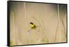 Common Yellowthroat Male with Food in Prairie, Marion, Illinois, Usa-Richard ans Susan Day-Framed Stretched Canvas