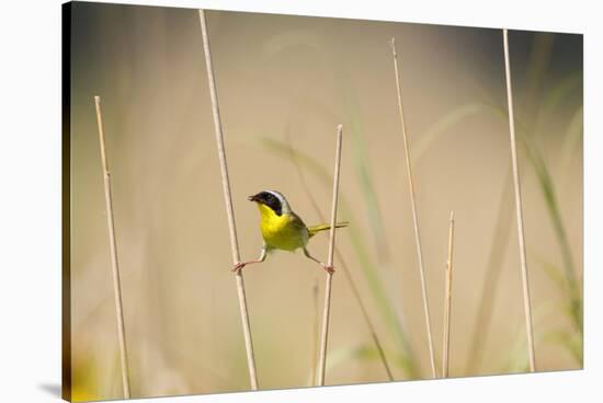 Common Yellowthroat Male with Food in Prairie, Marion, Illinois, Usa-Richard ans Susan Day-Stretched Canvas