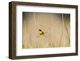 Common Yellowthroat Male with Food in Prairie, Marion, Illinois, Usa-Richard ans Susan Day-Framed Photographic Print