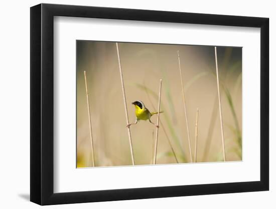 Common Yellowthroat Male with Food in Prairie, Marion, Illinois, Usa-Richard ans Susan Day-Framed Photographic Print