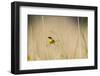 Common Yellowthroat Male with Food in Prairie, Marion, Illinois, Usa-Richard ans Susan Day-Framed Photographic Print