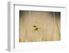 Common Yellowthroat Male with Food in Prairie, Marion, Illinois, Usa-Richard ans Susan Day-Framed Photographic Print