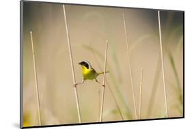 Common Yellowthroat Male with Food in Prairie, Marion, Illinois, Usa-Richard ans Susan Day-Mounted Photographic Print