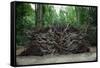 Common Yew Tree (Taxus Baccata) Uprooted by Hurricane 1987 Showing Roots England, UK-Adrian Davies-Framed Stretched Canvas