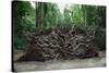 Common Yew Tree (Taxus Baccata) Uprooted by Hurricane 1987 Showing Roots England, UK-Adrian Davies-Stretched Canvas