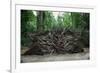 Common Yew Tree (Taxus Baccata) Uprooted by Hurricane 1987 Showing Roots England, UK-Adrian Davies-Framed Photographic Print