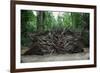 Common Yew Tree (Taxus Baccata) Uprooted by Hurricane 1987 Showing Roots England, UK-Adrian Davies-Framed Photographic Print