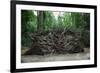 Common Yew Tree (Taxus Baccata) Uprooted by Hurricane 1987 Showing Roots England, UK-Adrian Davies-Framed Photographic Print