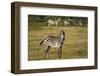 Common zebra, Amboseli National Park, Kenya.-Sergio Pitamitz-Framed Photographic Print