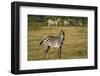 Common zebra, Amboseli National Park, Kenya.-Sergio Pitamitz-Framed Photographic Print