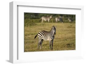 Common zebra, Amboseli National Park, Kenya.-Sergio Pitamitz-Framed Photographic Print