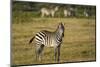 Common zebra, Amboseli National Park, Kenya.-Sergio Pitamitz-Mounted Photographic Print