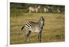 Common zebra, Amboseli National Park, Kenya.-Sergio Pitamitz-Framed Photographic Print