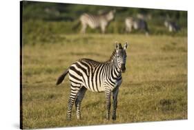 Common zebra, Amboseli National Park, Kenya.-Sergio Pitamitz-Stretched Canvas