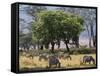 Common Zebra Browse on Grass in Lerai Forest on Crater Floor with Trees Behind-John Warburton-lee-Framed Stretched Canvas