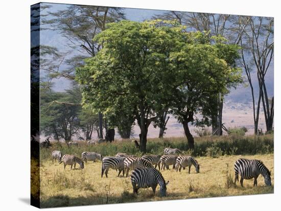 Common Zebra Browse on Grass in Lerai Forest on Crater Floor with Trees Behind-John Warburton-lee-Stretched Canvas