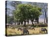 Common Zebra Browse on Grass in Lerai Forest on Crater Floor with Trees Behind-John Warburton-lee-Stretched Canvas