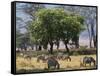 Common Zebra Browse on Grass in Lerai Forest on Crater Floor with Trees Behind-John Warburton-lee-Framed Stretched Canvas