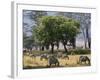 Common Zebra Browse on Grass in Lerai Forest on Crater Floor with Trees Behind-John Warburton-lee-Framed Photographic Print